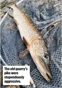  ?? ?? The old quarry’s pike were stupendous­ly aggressive.