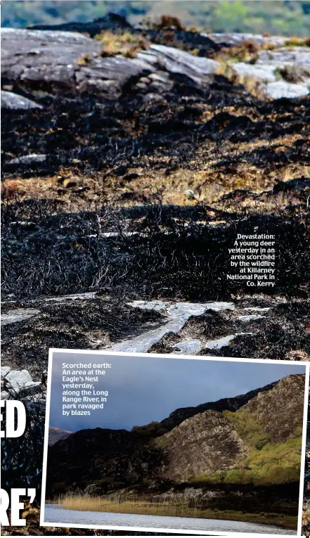  ??  ?? Scorched earth: An area at the Eagle’s Nest yesterday, along the Long Range River, in park ravaged by blazes
Devastatio­n: A young deer yesterday in an area scorched by the wildfire at Killarney National Park in Co. Kerry