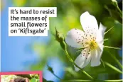  ?? ?? It’s hard to resist the masses of small flowers on ‘Kiftsgate’