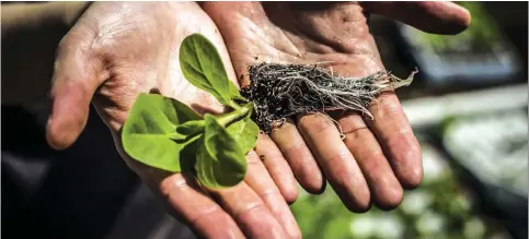  ?? (Brian Stauffer/TNS) ?? GENETICALL­Y ENGINEERED tobacco plants are up to 40% more efficient in photosynth­esis.