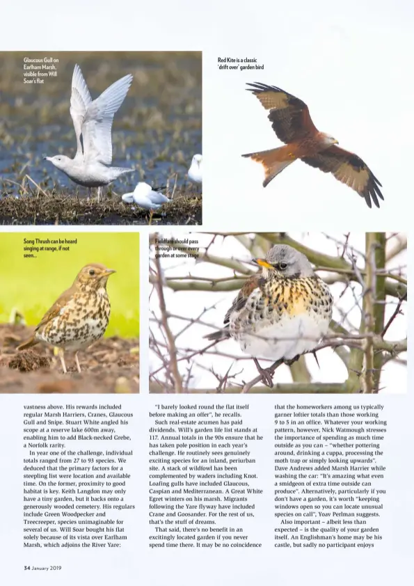  ??  ?? Glaucous Gull on Earlham Marsh, visible from Will Soar’s flat Song Thrush can be heard singing at range, if not seen... Fieldfare should pass through or over every garden at some stage Red Kite is a classic ‘drift over’ garden bird