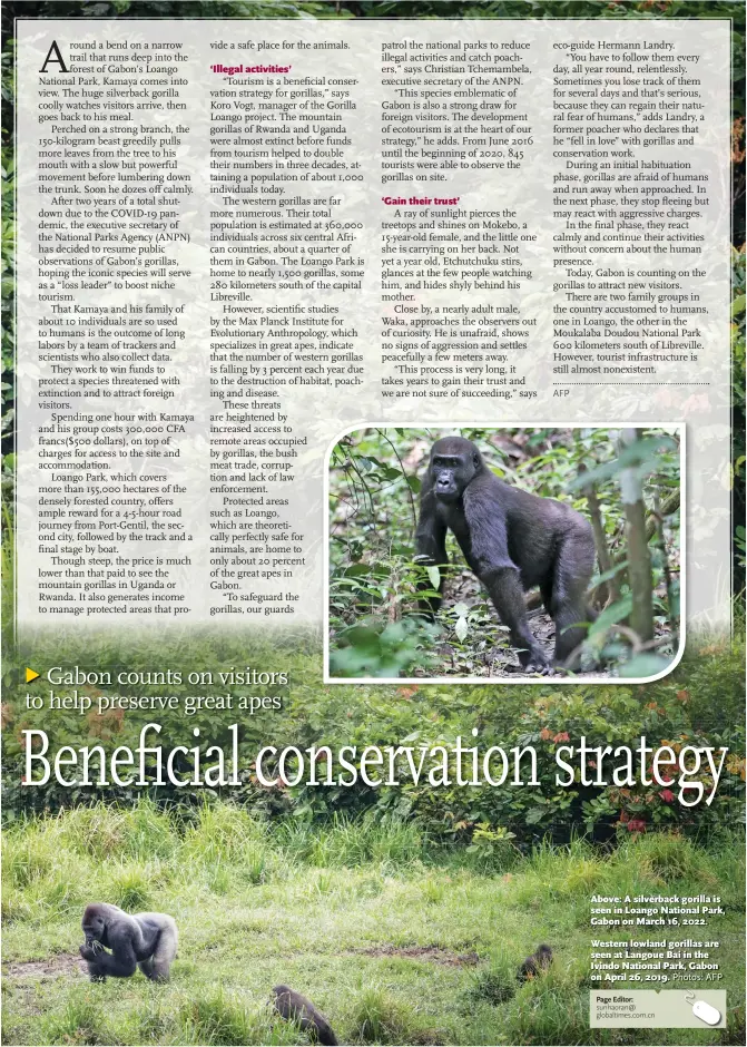  ?? Photos: AFP ?? Above: A silverback gorilla is seen in Loango National Park, Gabon on March 16, 2022.
Western lowland gorillas are seen at Langoue Bai in the Ivindo National Park, Gabon on April 26, 2019.