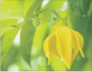  ??  ?? Ylang-ylang is a large tropical tree whose blooms give off a sweet fragrance.