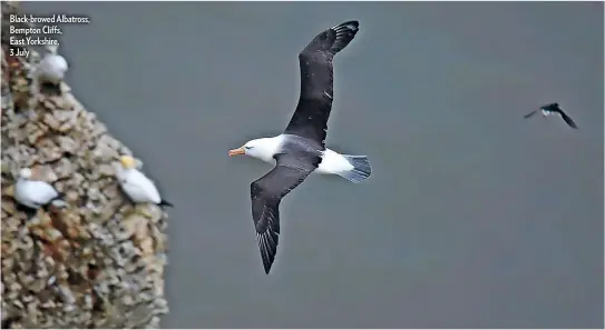  ??  ?? Black-browed Albatross, Bempton Cliffs, East Yorkshire,
3 July