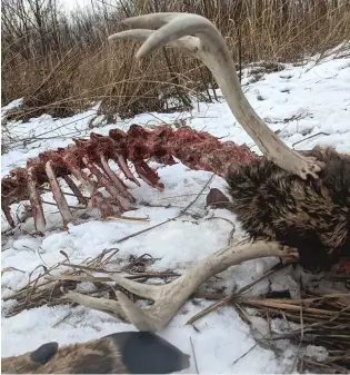  ?? DALE BOWMAN/SUN-TIMES ?? Antlers intact on a buck skeleton found while shed hunting.