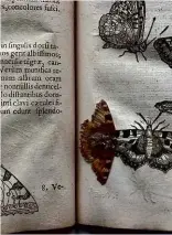  ??  ?? BELOW LEFT: The small tortoisesh­ell butterfly found pressed in a 17th-century book. BOTTOM: The phallic millstone unearthed in Cambridges­hire.