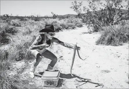  ?? Photograph­s by Gina Ferazzi Los Angeles Times ?? SNAKE WRANGLER Danielle Wall grabs a Mojave rattlesnak­e from a container to return it to its natural habitat in Landers, Calif.