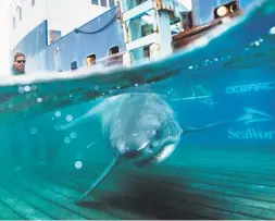  ?? PHOTO COURTESY OF OCEARCH ?? Sydney the great white shark just after scientists collected samples from him. The predators, known as the “lion” of the ocean are plentiful near the Outer Banks this year.