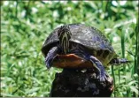  ?? ?? Consider heading to the river with St. Johns River Eco Tours.