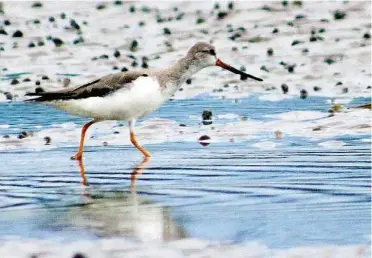  ??  ?? Pretty bird: A Terek Sandpiper spotted during the trip to the mudflats on Sunday. - Photo courtesy of Vincent Wong, MNS.