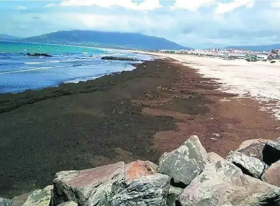  ?? LA RAZÓN ?? En un año el alga asiática ha avanzado más de 200 kilómetros a ambos lados del Estrecho de Gibraltar