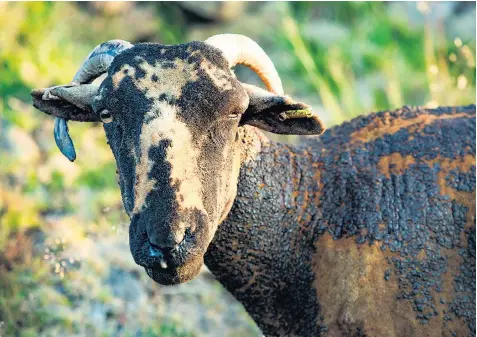  ??  ?? A ram caught in the fires on Saddlewort­h Moor in Greater Manchester survived the flames, although its fleece was badly scorched. Seven square miles of moor have been affected