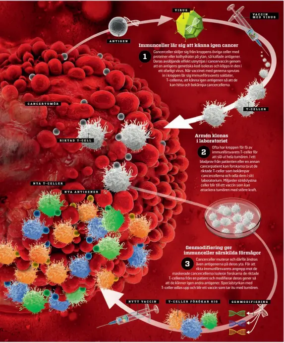  ??  ?? CANCERTUMÖ­R
RIKTAD T-CELL
NYA T-CELLER
NYA ANTIGENER
ANTIGEN
NYTT VACCIN
VIRUS
T-CELLER FÖRÖKAR SIG 1 · 2020
VACCIN MED VIRUS
T-CELLER
GENMODIFIE­RING