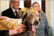  ?? ?? His Majesty XXX, King Pete Sampras Gelderman, the king of the Krewe of Barkus, a Mardi Gras dog parade, yawns as he is introduced at the krewe’s traditiona­l Friday lunch at historic Galatoire’s Restaurant in New Orleans, Friday, Feb. 10, 2023. The Barkus parade, open to public and their dogs by registerin­g for the event, goes through the French Quarter on Sunday, Feb. 12, 2023. (AP Photo/ Gerald Herbert)