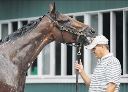  ?? Julie Jacobson
Associated Press ?? AMERICAN PHAROAH, who will try to win the Triple Crown on Saturday, nips a groom’s cap during a bath at Belmont Park.