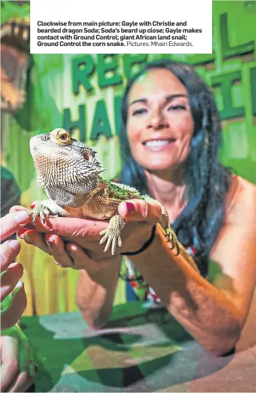  ??  ?? Clockwise from main picture: Gayle with Christie and bearded dragon Soda; Soda’s beard up close; Gayle makes contact with Ground Control; giant African land snail; Ground Control the corn snake. Pictures: Mhairi Edwards.