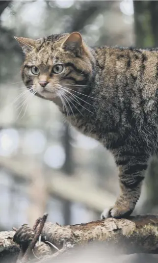  ??  ?? 0 The Scottish wildcat is one of the native species under threat, making environmen­tal protection­s vitally important – allowing ordinary citizens to speak up for nature would be a step forward, says Isobel Mercer