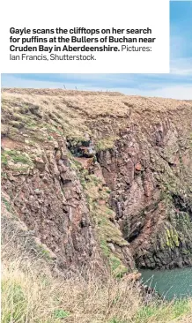  ?? Ian Francis, Shuttersto­ck. Pictures: ?? Gayle scans the clifftops on her search for puffins at the Bullers of Buchan near Cruden Bay in Aberdeensh­ire.