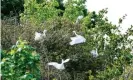  ??  ?? Langstone’s little egrets nest earlier than the cattle egrets do. Photograph: James Jagger/Alamy