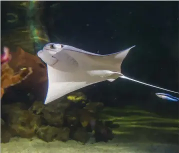  ??  ?? Merlin, the tropical stingray, is now 16 weeks old and doing well at Sea Life in Bray.