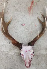  ?? ?? The antlers are clearly misaligned on the skull