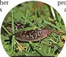  ?? ?? Leopard slug Credit: Wendy Carter