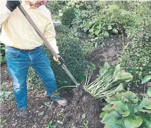  ?? MARKCULLEN.COM ?? Any perennial with a fleshy or fibrous root system that holds together when you dig it up, such as a hosta plant, is good to split and transplant now.