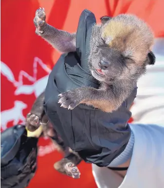  ?? GREG SORBER/JOURNAL ?? Regina Mossotti of the Endangered Wolf Center in Eureka, Mo., holds a week-old Mexican wolf pup soon after arriving in Albuquerqu­e on Monday. The pup was one of four to be placed in wild dens in New Mexico.