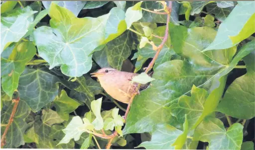  ??  ?? Eve Fletcher sent us this picture of a wren. She said: “This wren lives in the ivy on the side of my house. I was enjoying the sunshine when he/she decided to serenade me. For such a small bird, it had a remarkably loud voice.” Email your images to...