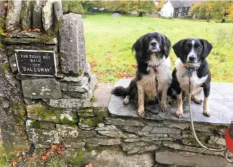  ??  ?? THIS WAY AND THAT Mollie and Digger completed the Dales Way (78 miles), Pendle Way (45 miles), Pennine Bridleway (205 miles), Calderdale Way (50 miles), Yorkshire Three Peaks (24 miles), and The Lady Anne’s Way (100 miles) during their 2016 challenge.