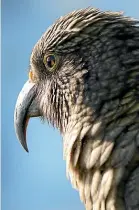  ??  ?? Experts have found kea have an excited ‘‘warble’’ call, and they play, kick stones and dance about.