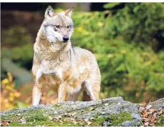  ?? FOTO: DPA ?? Alle Anzeichen deuten darauf hin, dass im Kreis Wesel ein Wolf sesshaft geworden ist. Wird das bestätigt, muss NRW zum Wolfsland erklärt werden.