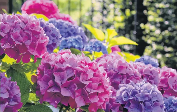  ?? PHOTO:TNS ?? Hydrangeas are easy to grow, dependable and beautiful.