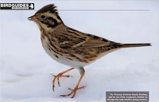  ??  ?? The Thursley Common Rustic Bunting, and its two Little congeners, battled on through the cold weather during January.