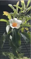  ?? LEE REICH/ASSOCIATED PRESS ?? This undated photo shows a franklinia blossom in Philadelph­ia, Pa. Enjoy fall blossoms from the franklinia tree, a tree that, although native, has not been seen anywhere in the wild for 200 years. Fortunatel­y the tree is offered by some nurseries.