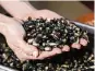  ?? JESSICA PONS NYT ?? Claudia Serrato holds blue corn used to make tamales de chile rojo. Soaked with cal, the dried corn swells, ready to grind.