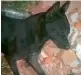  ??  ?? The dog beaten by Narasimha K. is in a critical state.