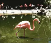  ?? ?? A flamingo searches for food at Flamingo Gardens in Davie. CARLINE JEAN/SOUTH FLORIDA SUN SENTINEL