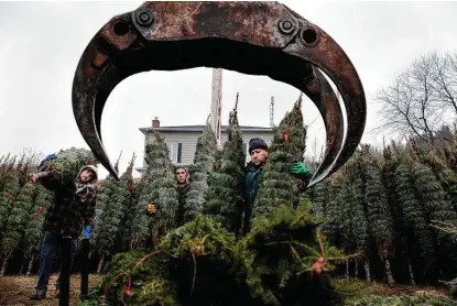  ?? Photos by Nasuna Stuart-Ulin / New York Times ?? Thierry Beloin, from left, Philippe Beloin and Carlos Ramirez stand by with more trees as the loader’s claw opens to lift a batch onto a truck at Plantation­s Réal Beloin, a Christmas tree farm in East Hereford, Quebec.