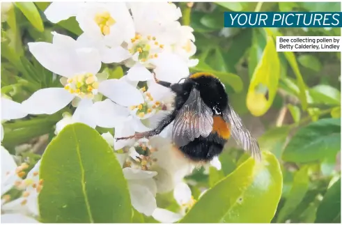  ??  ?? Bee collecting pollen by Betty Calderley, Lindley