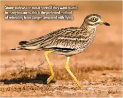  ??  ?? Stone-curlews can run at speed if they want to and, in many instances, this is the preferred method of retreating from danger compared with flying