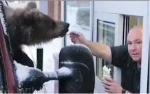  ?? FACEBOOK- DISCOVERY WILDLIFE PARK ?? A Kodiak bear is fed ice cream at a drive-thru in a video posted to Facebook by the Discovery Wildlife Park. -