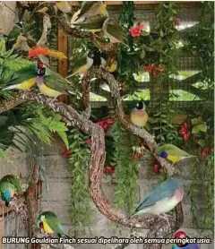  ?? ?? BURUNG Gouldian Finch sesuai dipelihara oleh semua peringkat usia.