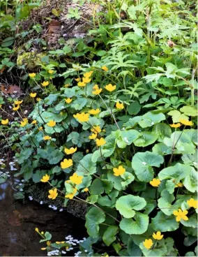  ??  ?? Caltha palustris, marsh marigold, or kingcup, has clusters of intense yellow flowers, approximat­ely 1½in (4cm) in width. Flowering in April, it enjoys full sun.