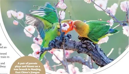  ?? Photo: IC ?? A pair of parrots plays and kisses on a tree branch in Nanjing, East China’s Jiangsu Province, attracting many passersby to take photos of the adorable “lovers.”