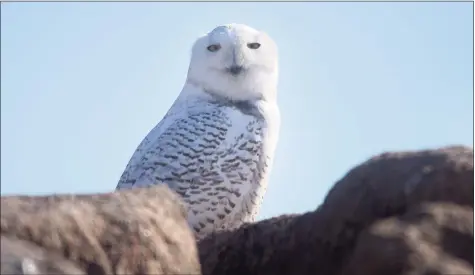  ?? Ned Gerard / Hearst Connecticu­t Media ?? A snowy owl sits on a stone jetty near Long Beach West in Stratford on Tuesday. Two of the owls have been seen along the Stratford shoreline and marshes in recent weeks and continue to draw bird enthusiast­s from around Connecticu­t and neighborin­g states.