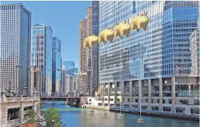  ?? AP ?? Image provided by New World Design shows a rendering of four giant pig balloons obscuring the Trump name on the president-elect’s Chicago hotel.
