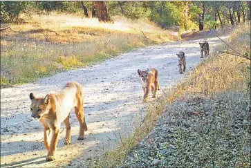  ?? Irvine Ranch Conservanc­y ?? AN ADULT mountain lion leads three youths along a trail in the Santa Anas. Cougars in the Santa Ana and Santa Monica mountains are near an “extinction vortex” and could disappear from the areas within 50 years.