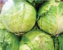  ??  ?? Cabbages