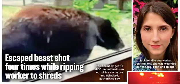  ?? ?? The normally gentle 400-pound bruin ran out of his enclosure and attacked, authoritie­s say
Jacksonvil­le zoo worker Jennifer McCabe was wounded in her head, back and thighs